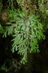 Hymenophyllum multifidum. Fertile frond showing toothed wings on the rachis.
 Image: L.R. Perrie © Te Papa 2011 CC BY-NC 3.0 NZ